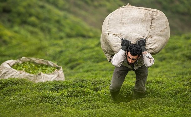 افزایش ۴۱ درصدی قیمت چای در کشور