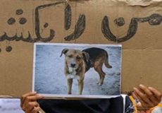 ماجرای فیلم سگ‌کُشی با اسید به روایت شهرداری