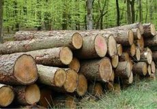 قاچاق چوب غمنامه درختان