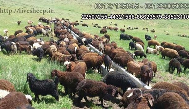 عرضه انواع دام و گوسفند زنده در شمال و غرب تهران