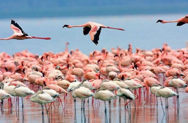 پمپاژ آب دریای خزر به میانکاله برای جبران کاهش سطح تراز آب