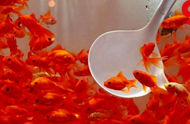 توصیه های بهداشتی در مورد ماهی قرمز