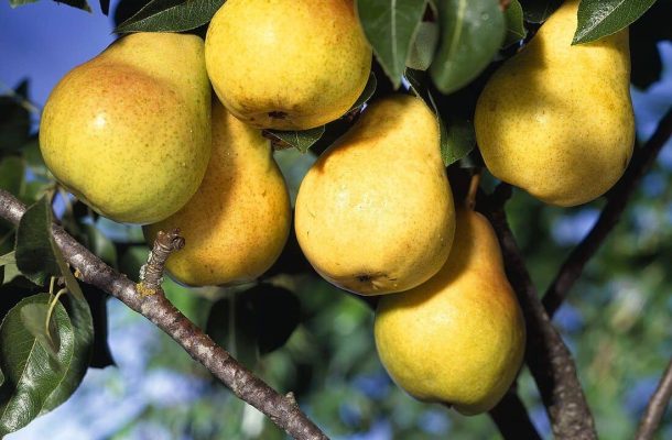 ۴ نوع نهال میوه که بیش‌ترین باردهی برای خرید در نهالستان شیراز را دارند!