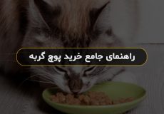 راهنمای جامع خرید پوچ گربه