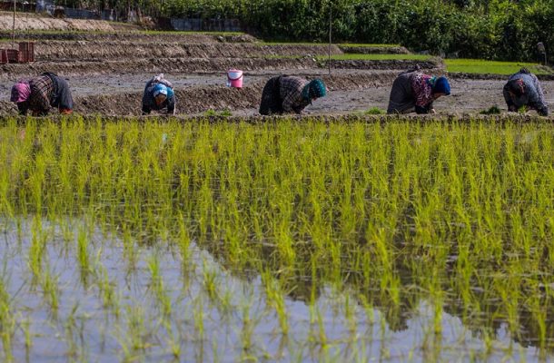 لزوم مشوق‌های حمایتی کشاورزان برای استمرار تولید