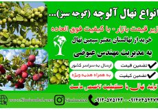 خرید نهال گوجه سبز – احداث باغ و سودآوری