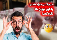 هیچ کس جرات ندارد به این لیوان ها نگاه کند!